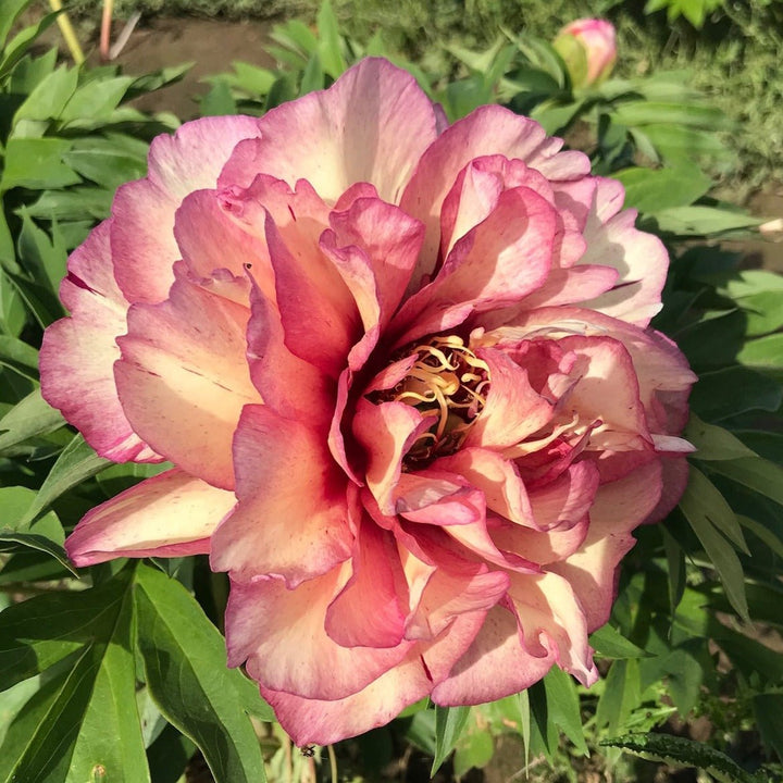 Bujor Itoh Hillary Plants butași trandafiri de grădină