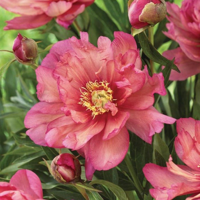 Bujor Itoh Hillary Plants butași trandafiri de grădină