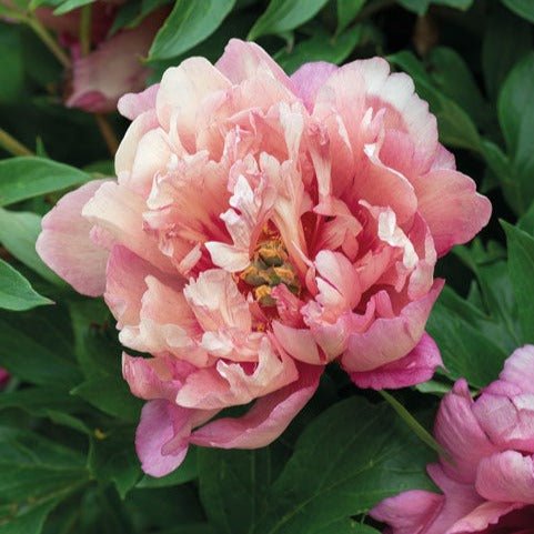 Bujor Itoh Hillary Plants butași trandafiri de grădină