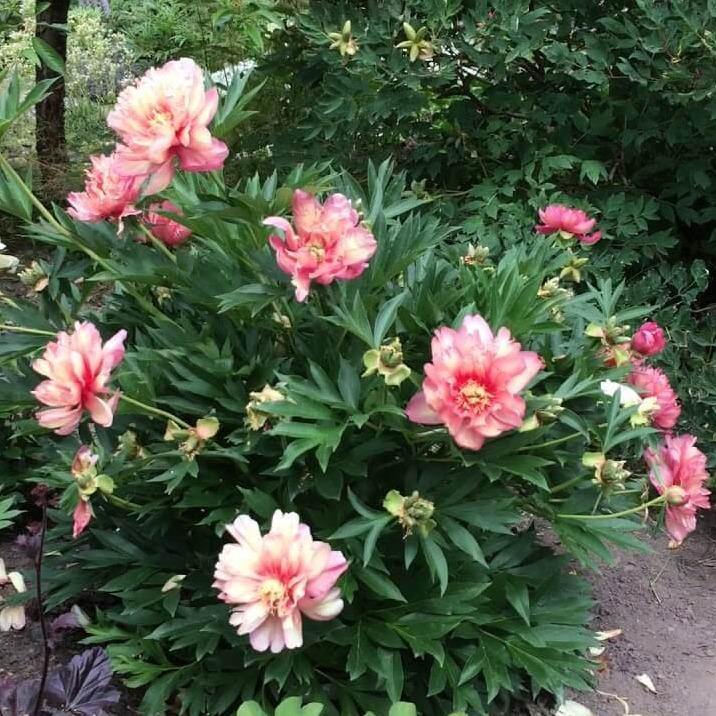 Bujor Itoh Julia Rose Perene butași trandafiri de grădină