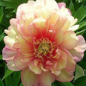 Bujor Itoh Julia Rose Perene butași trandafiri de grădină