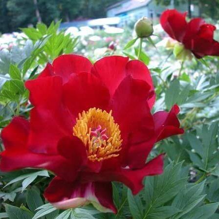 Bujor Itoh Scarlet Heaven Perene butași trandafiri de grădină