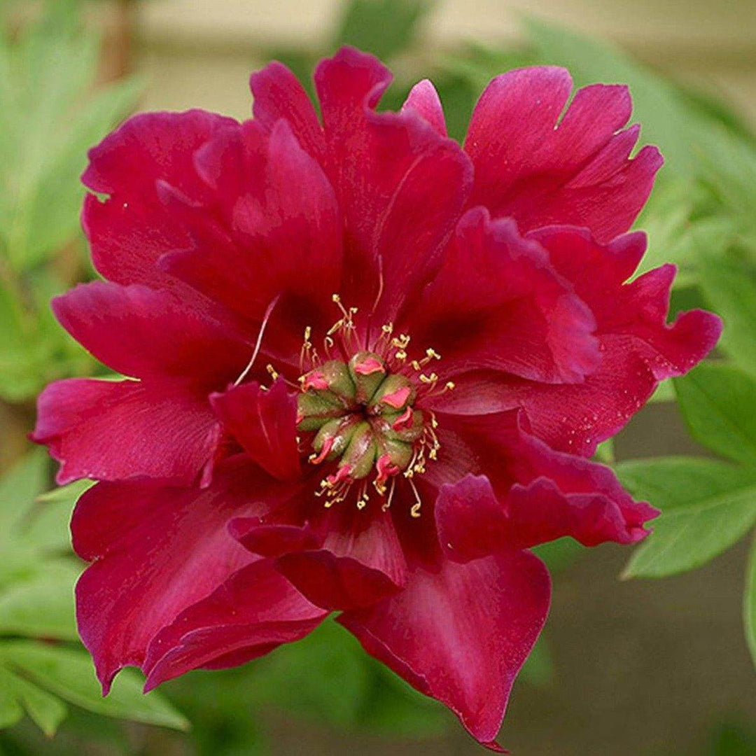 Bujor Itoh Scarlet Heaven Perene butași trandafiri de grădină