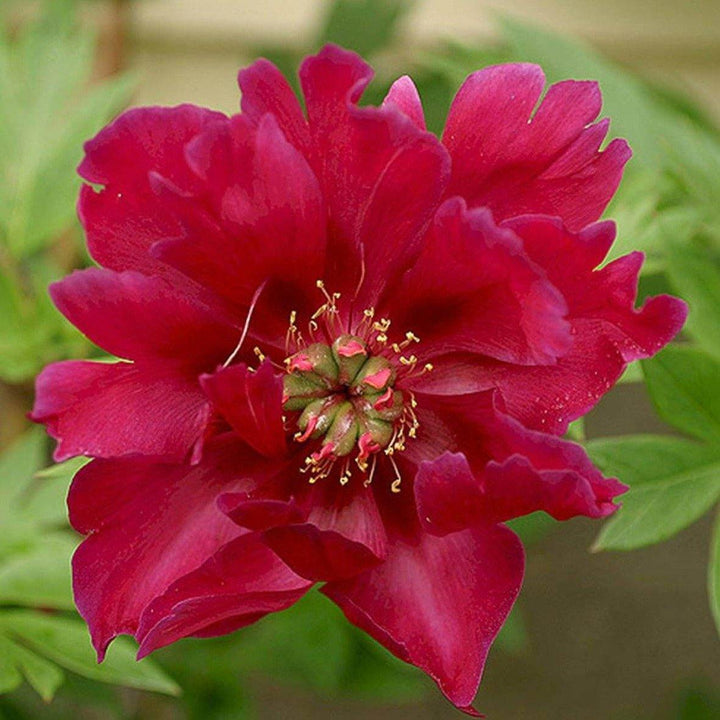 Bujor Itoh Scarlet Heaven Perene butași trandafiri de grădină