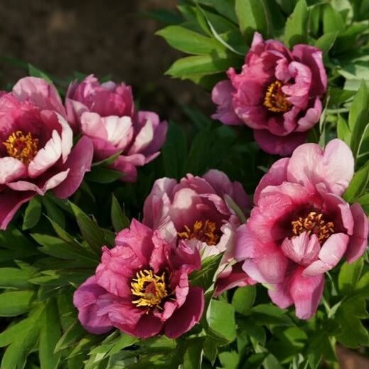 Bujor Itoh Yankee Doodle Dandy Perene butași trandafiri de grădină