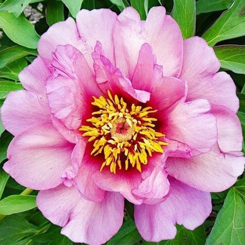 Bujor Itoh Yankee Doodle Dandy Perene butași trandafiri de grădină