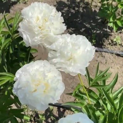Bujor Moonlit Snow Perene butași trandafiri de grădină