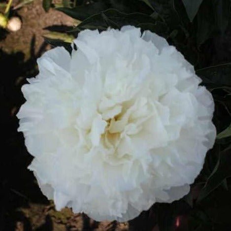 Bujor Moonlit Snow Perene butași trandafiri de grădină