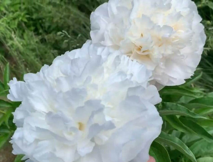 Bujor Moonlit Snow Perene butași trandafiri de grădină