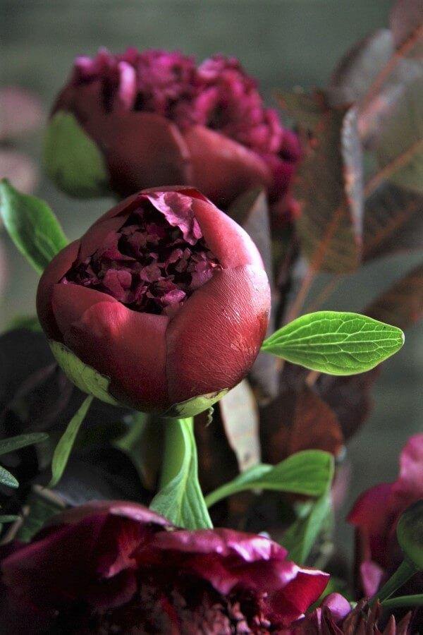 Bujor Red Charm  butași trandafiri de grădină