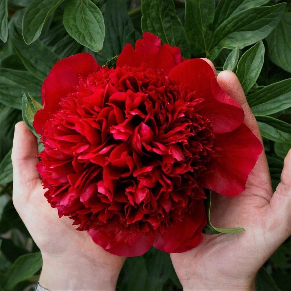 Bujor Red Charm  butași trandafiri de grădină