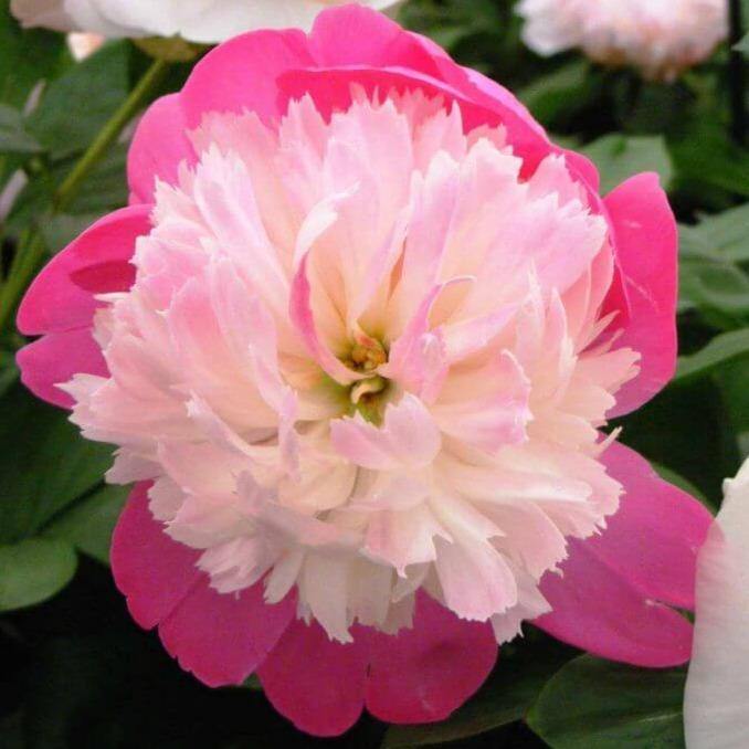 Bujor Santa Fe Perene butași trandafiri de grădină