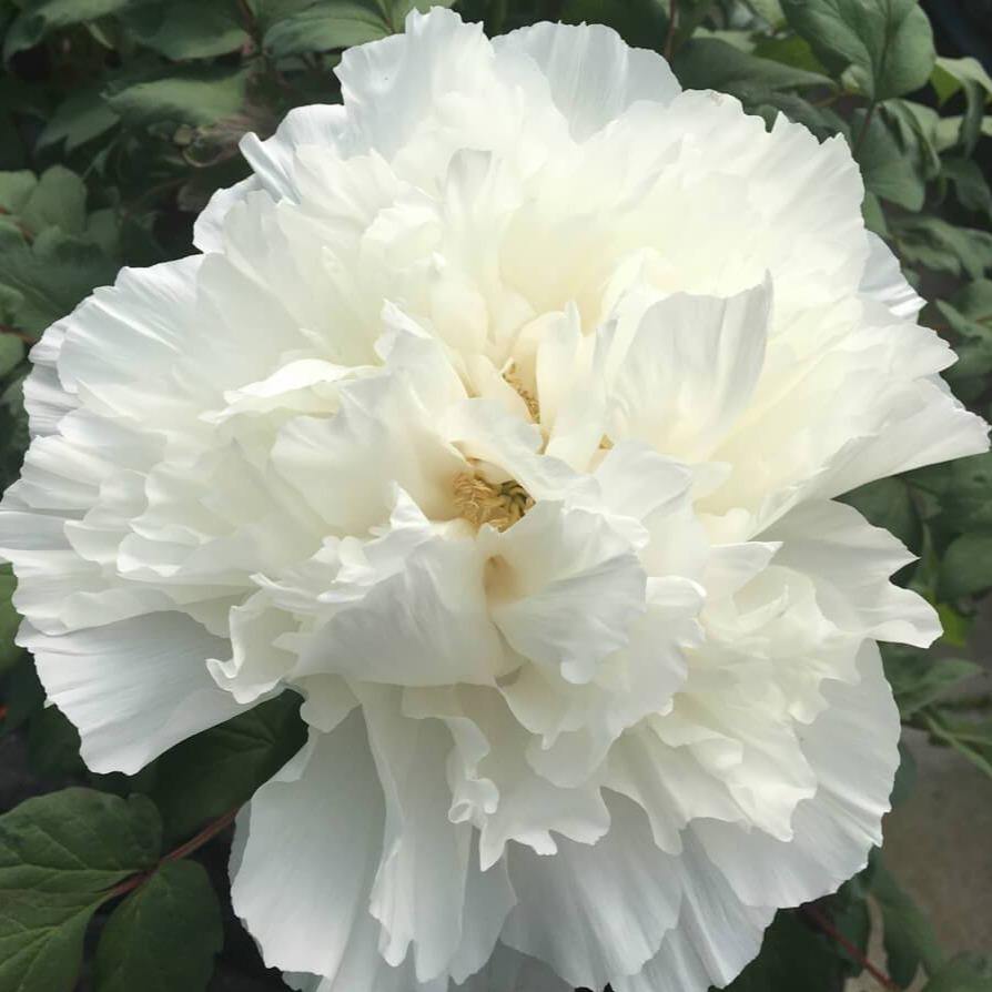 Bujor Suffruticosa Fusotsukasa Perene butași trandafiri de grădină