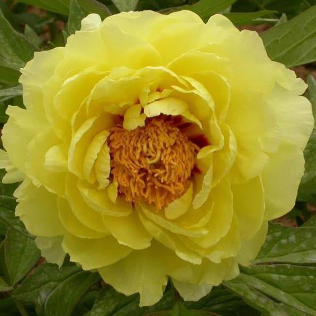 Bujor Suffruticosa Hai Huang Perene butași trandafiri de grădină