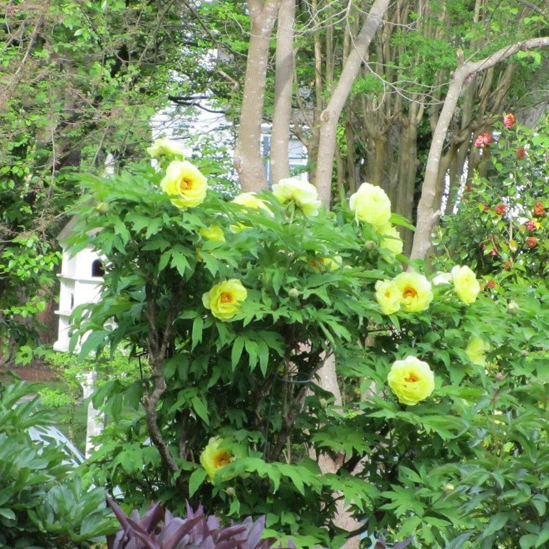 Bujor Suffruticosa Hai Huang Perene butași trandafiri de grădină