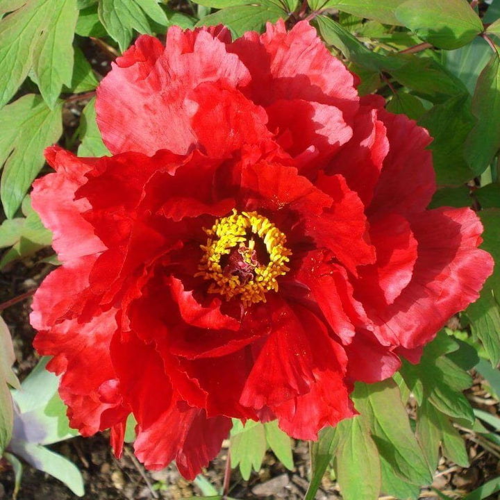 Bujor Suffruticosa Taiyo Perene butași trandafiri de grădină