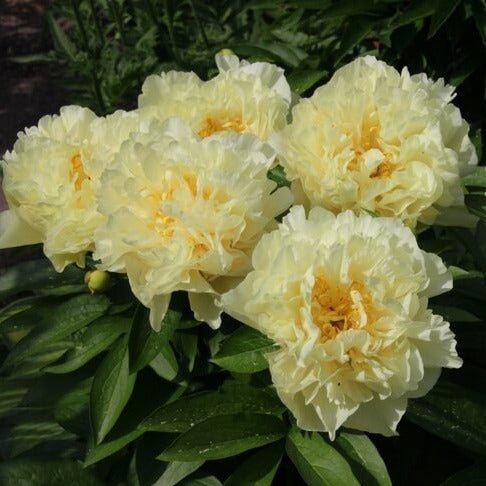 Bujor Sunny Girl Perene butași trandafiri de grădină