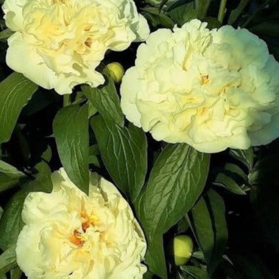 Bujor Sunny Girl Perene butași trandafiri de grădină