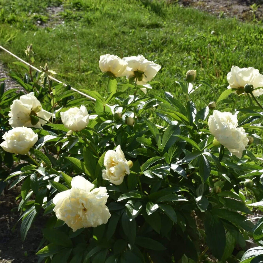 Bujor Sunny Girl Perene butași trandafiri de grădină