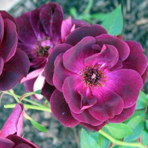 Burgundy Iceberg Trandafir Floribunda butași trandafiri de grădină