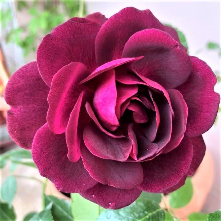 Burgundy Iceberg Trandafir Floribunda butași trandafiri de grădină