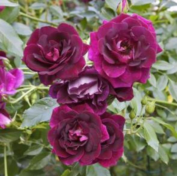 Burgundy Iceberg Trandafir Floribunda butași trandafiri de grădină