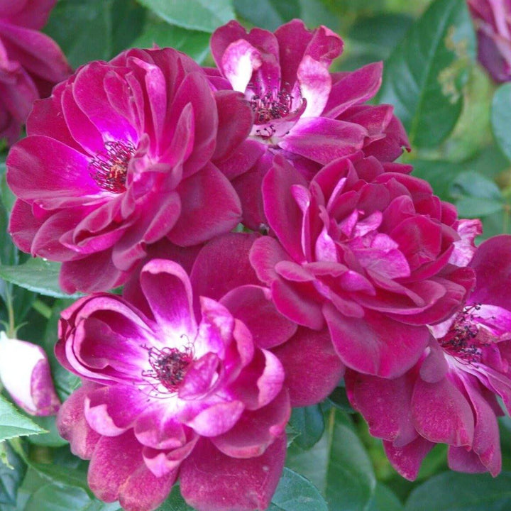 Burgundy Iceberg Trandafir Floribunda butași trandafiri de grădină