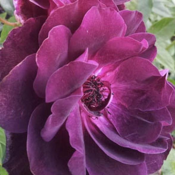 Burgundy Iceberg Trandafir Floribunda butași trandafiri de grădină