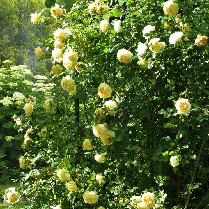 CYRANO DE BERGERAC ® - Butasi trandafiri de gradina - Trandafir urcator / catarator creat in Franta de Meilland Richardier