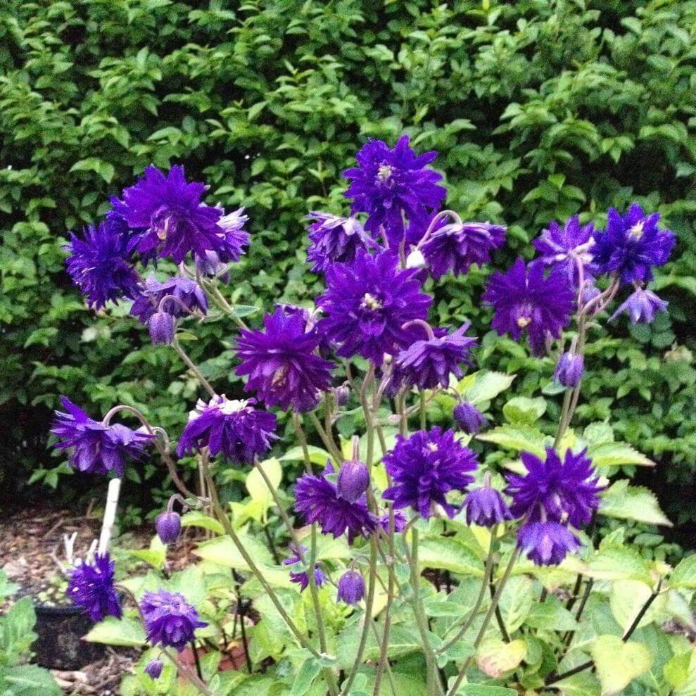 Caldarusa Blue Barlow  butași trandafiri de grădină