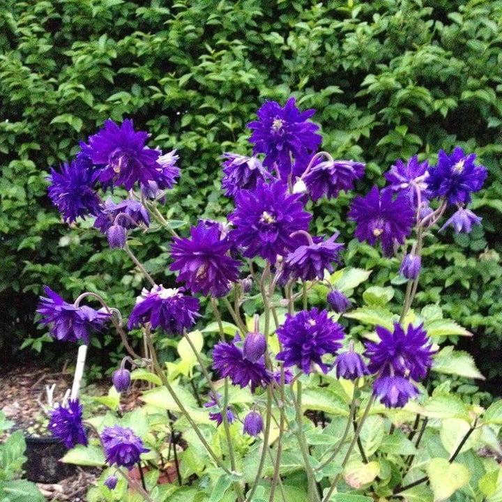 Caldarusa Blue Barlow  butași trandafiri de grădină