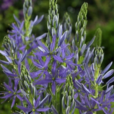 Camassia Leichtlinii Caerulea Plants butași trandafiri de grădină