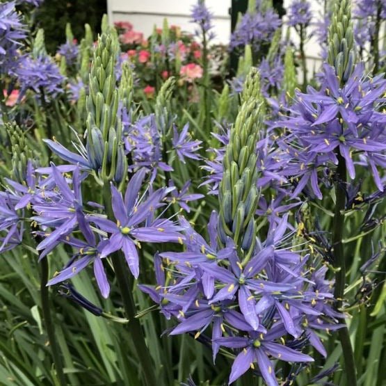 Camassia Leichtlinii Caerulea Plants butași trandafiri de grădină