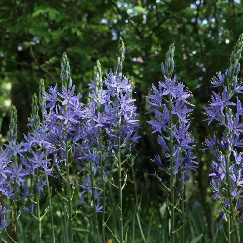 Camassia Leichtlinii Caerulea Plants butași trandafiri de grădină