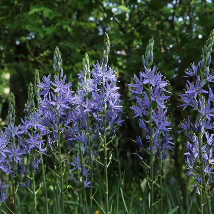Camassia Leichtlinii Caerulea Plants butași trandafiri de grădină