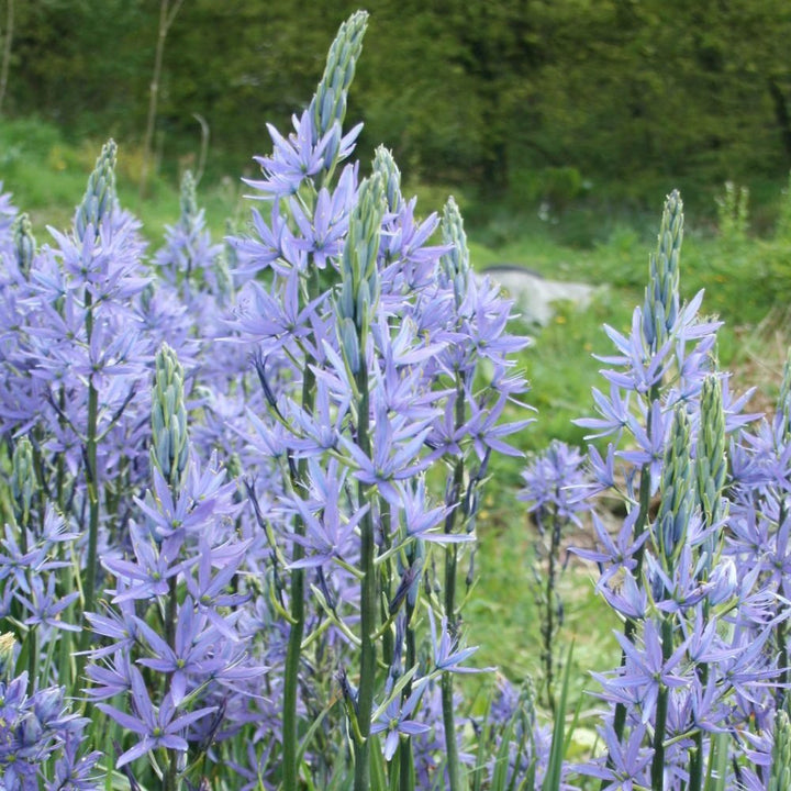 Camassia Leichtlinii Caerulea Plants butași trandafiri de grădină