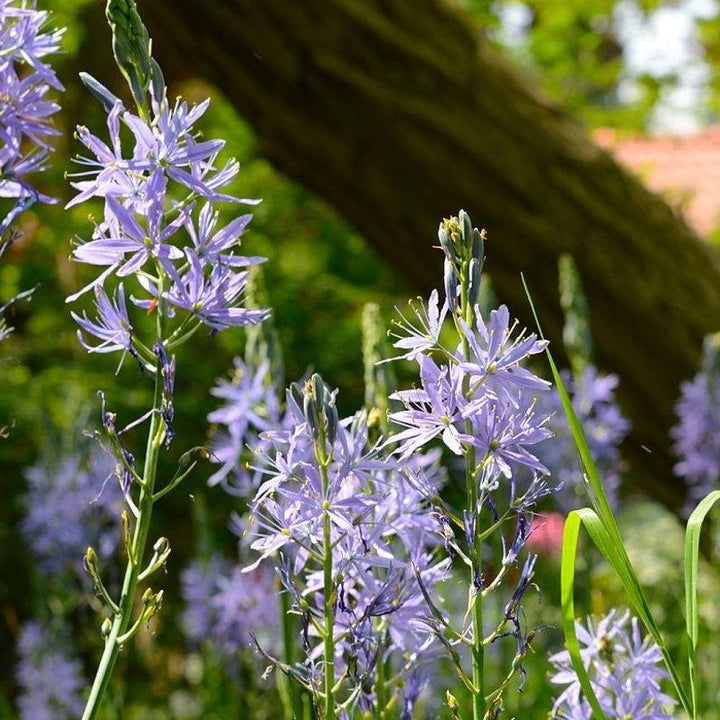 Camassia Leichtlinii Caerulea Plants butași trandafiri de grădină