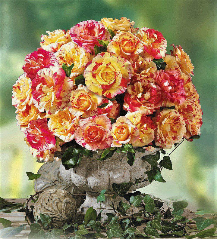 Camille Pissarro Trandafir Floribunda butași trandafiri de grădină