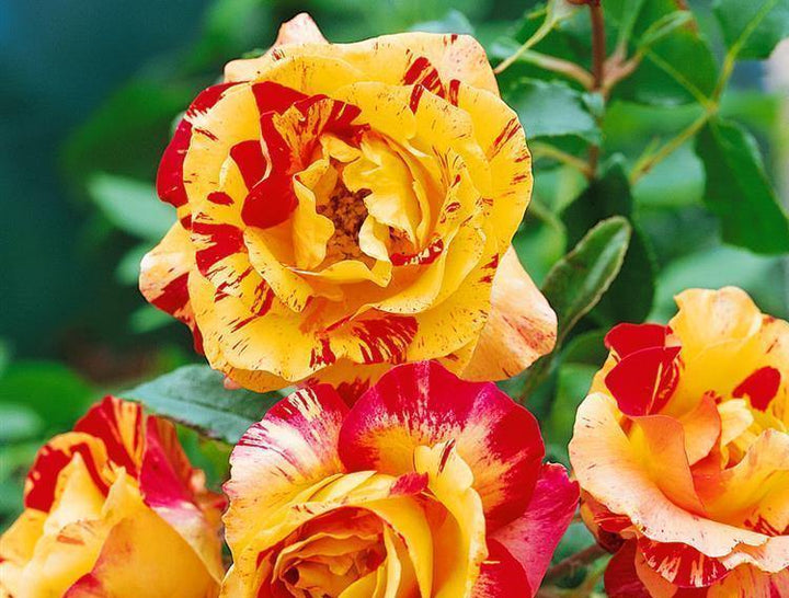 Camille Pissarro Trandafir Floribunda butași trandafiri de grădină