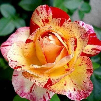 Camille Pissarro Trandafir Floribunda butași trandafiri de grădină