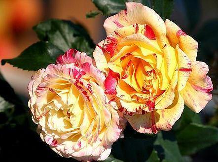 Camille Pissarro Trandafir Floribunda butași trandafiri de grădină