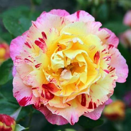 Camille Pissarro Trandafir Floribunda butași trandafiri de grădină