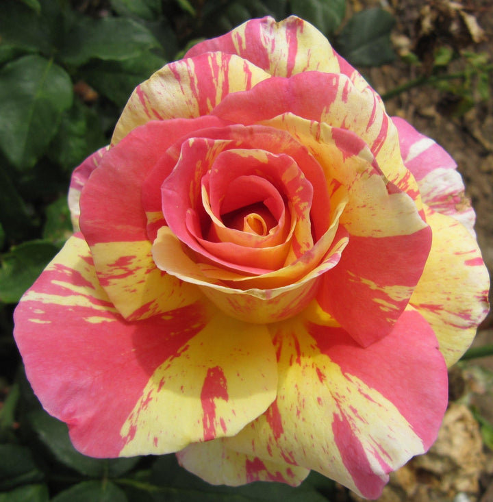 Camille Pissarro Trandafir Floribunda butași trandafiri de grădină