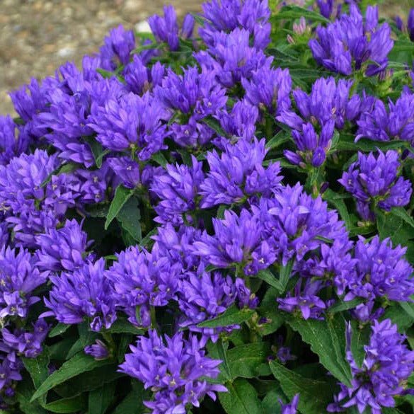 Campanula Genti Blue Plants butași trandafiri de grădină