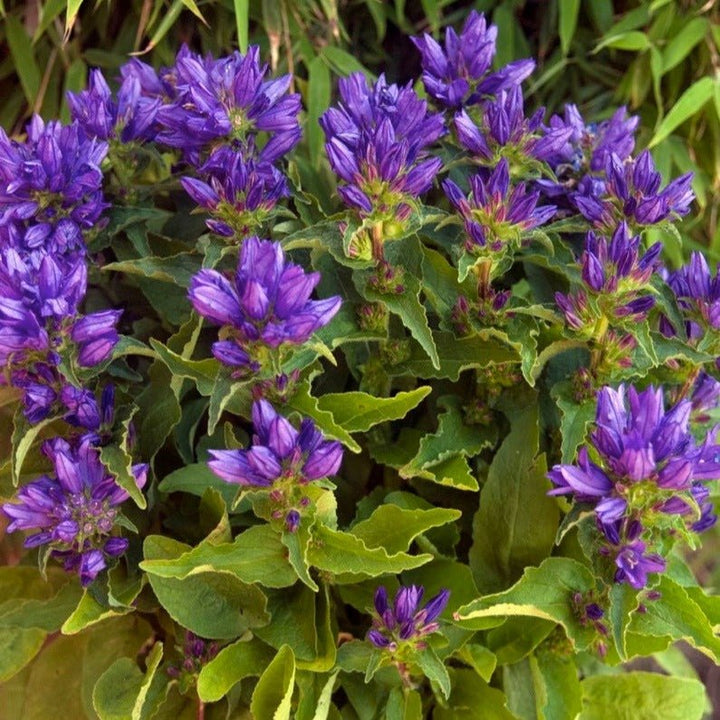 Campanula Genti Blue Plants butași trandafiri de grădină