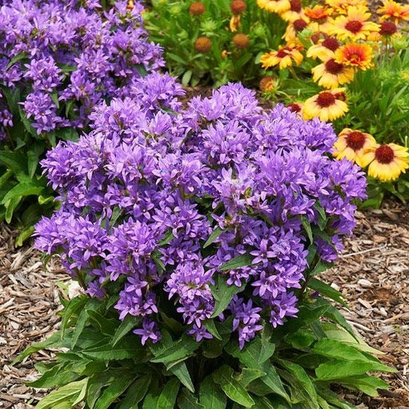 Campanula Genti Blue Plants butași trandafiri de grădină