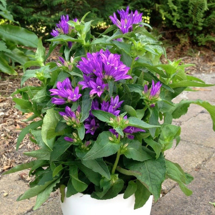 Campanula Genti Blue Plants butași trandafiri de grădină
