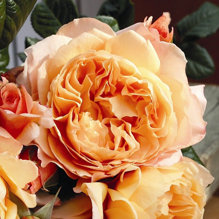 Capri Butasi trandafiri de gradina butași trandafiri de grădină