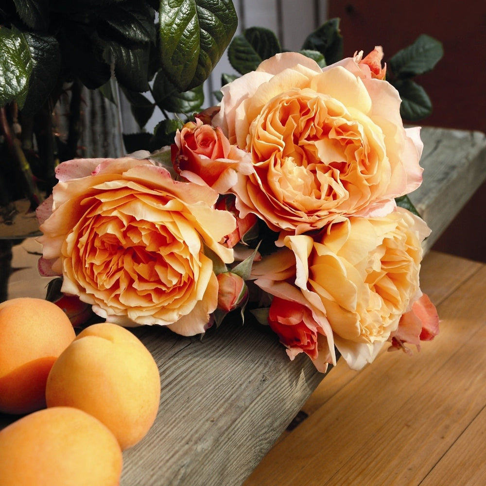 Capri Butasi trandafiri de gradina butași trandafiri de grădină