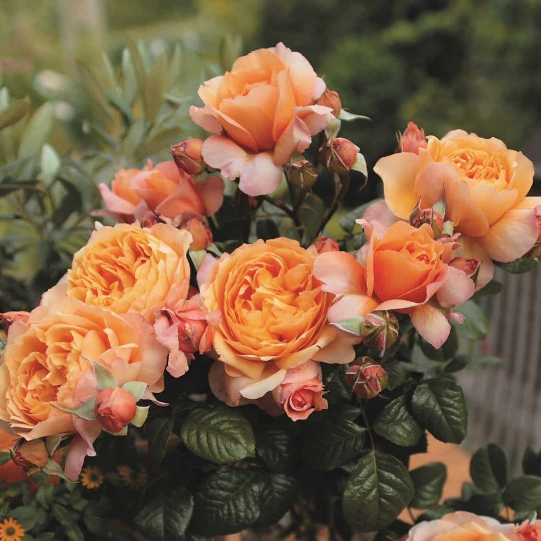 Capri Butasi trandafiri de gradina butași trandafiri de grădină